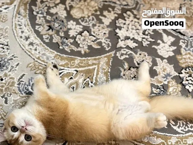 قط سكوتش ستريت جولد ny12 ذكر