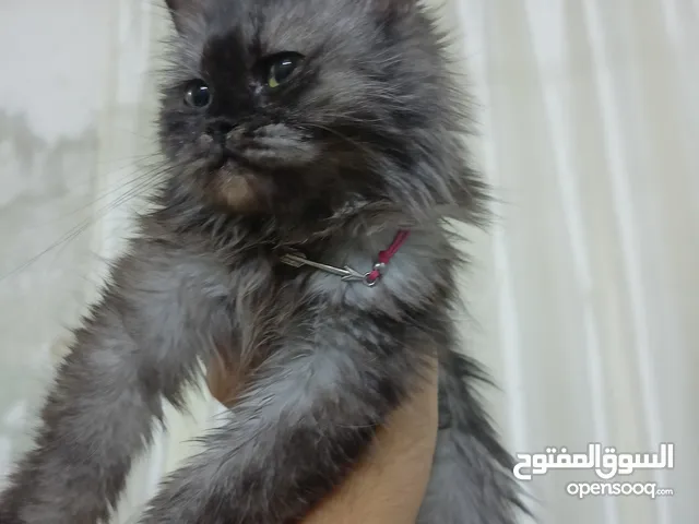 قطه جميله للبيع عمر 3لو4 اشهر نثيه