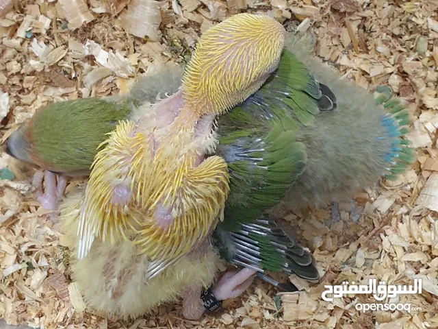 فروخ روز محجلة مع المرفقات