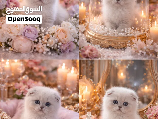 سكوتش فولد انثى لون كابتشينو