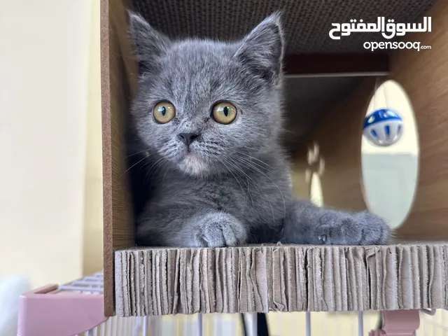 Cute Kitten For Sale