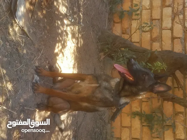 أنثى  ملينوا الله يبارك