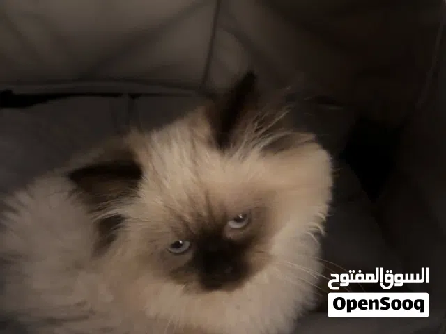 قطة هيمالايا ذكر للبيع مع جميع اغراضه  قابل للتفاوض