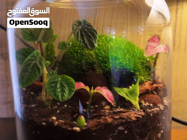 تيراريوم للبيع يوجد عدة احجام و أشكال (زي الغابة الكاملة و ما بدها سقي) terrarium for sale