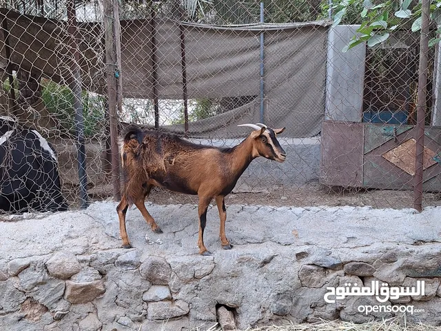 ماعز عربي بصحه جيده