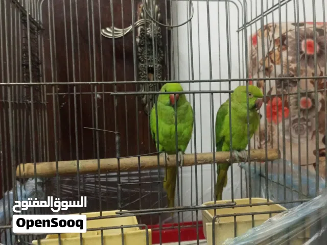 حبتين درة هندي اليفات