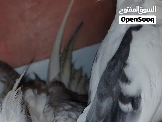 كوكتيل ومينا