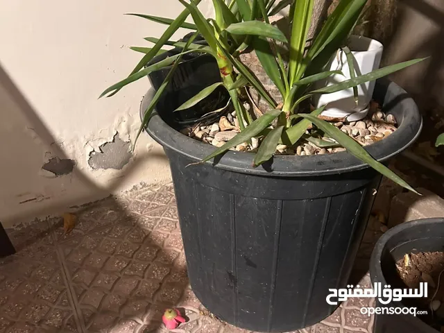 قواوير زريعة خارجي