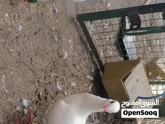 حمام مالتيز للزينه زوج منتج