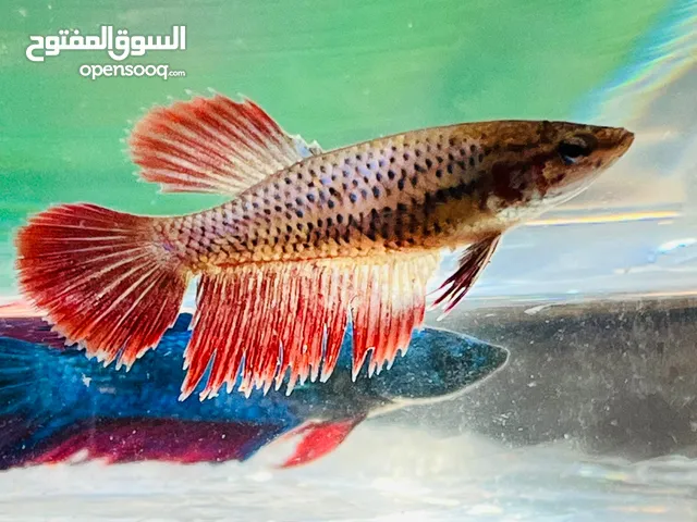 Healthy and Active Aquarium Fishes – Beautiful Colors – For Sale in Qatar