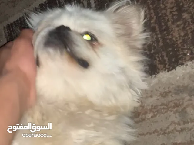 كلب للبيع داخل فلسطين مدينة رام الله نوع الكلب بكينز العمر 4 سنوات الجنس ذكر