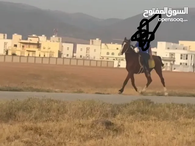 سالم  ااا سالم