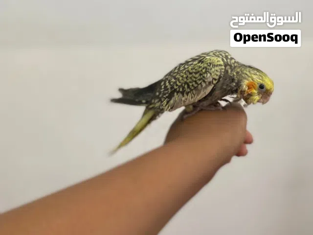 كوكتيل ترويض