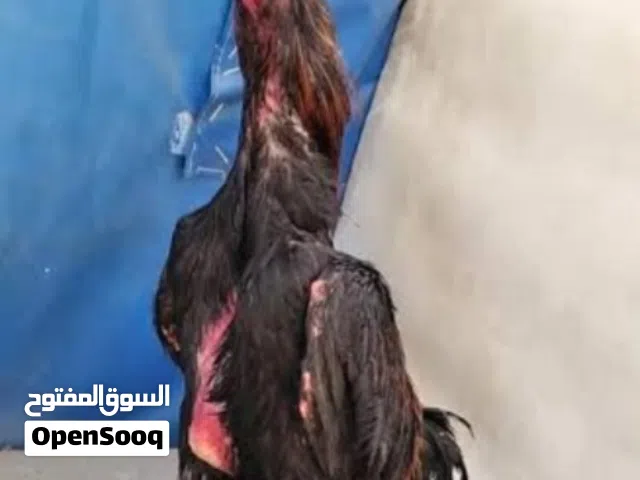 مطلوب  ديج  هندي انا . اريد ديج هندي ماريد تركي لعنده يتفضل خاص