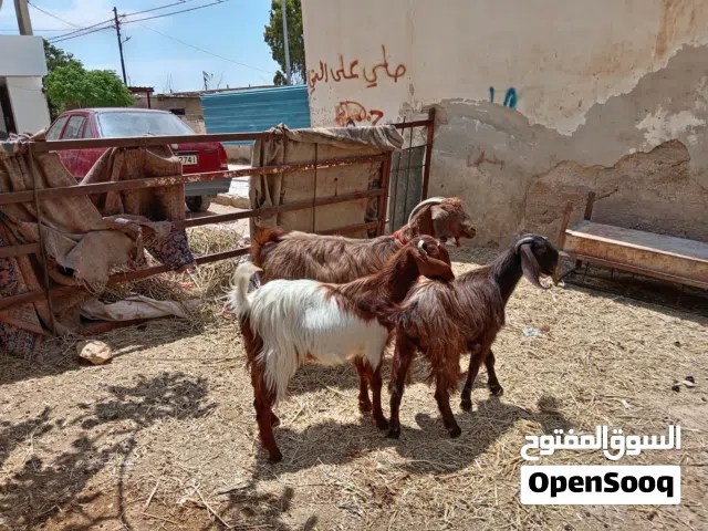 موجود عنز كفاله حليب وشعاري مقنوي نخب ولون حلو وعنز عشار فحص جهاز وفحص وين ما بدك السن المعزا جمع نض