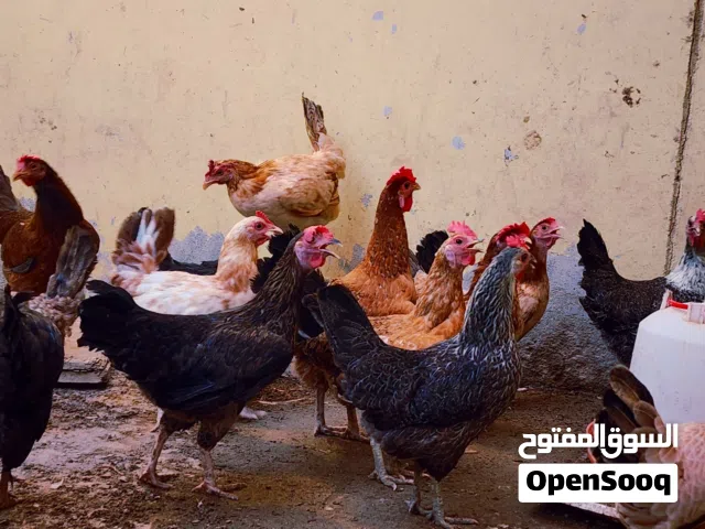 دجاج عماني جاهز للإنتاج