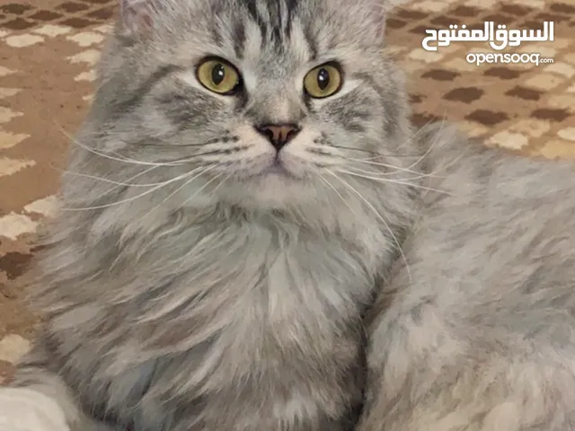 قط للتبني معه كل مستلزماته واكله معه التوصيل