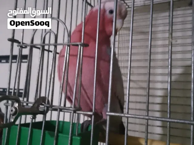 ببغاء بوكاتو جالا