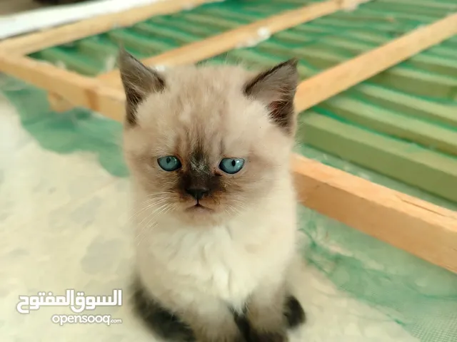 ذكر همالايا تشوكلت