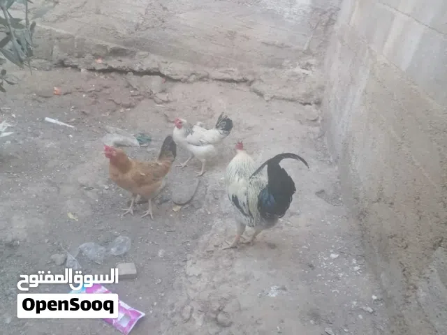 دجاج و فر تكسس