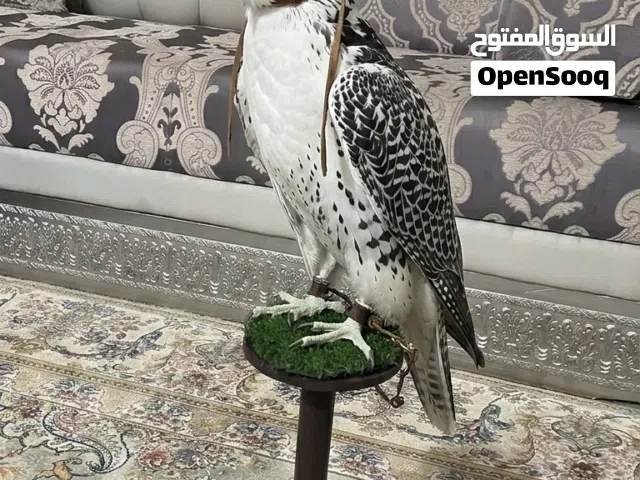 مستلزمات الطيور (شراييص وصقور ) صناعه فاخره كل مستلزمات الطيور موجودة