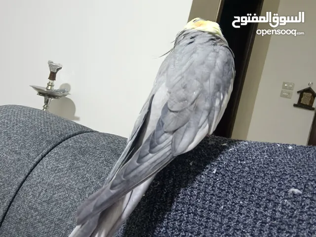 ذكر كوكتيل متكلم أليف حمامه عر سنه و5 اشهر غر يدوي من لما كان فرخ لحم للبيع او للبدل على جواز حب