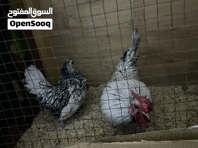 ديج ودجاجه اسبانيات