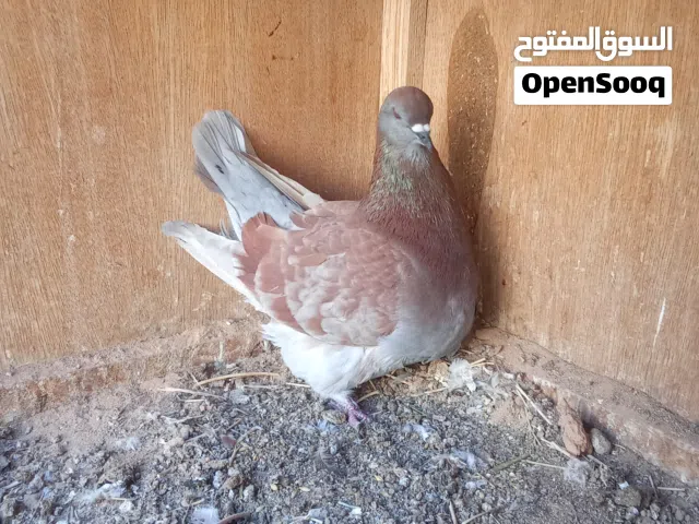 ذكر فرش فل