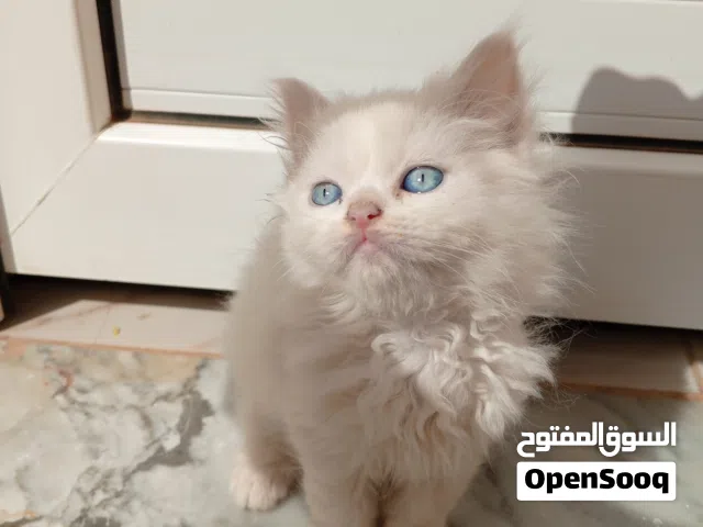 قطط فارسية للبيع