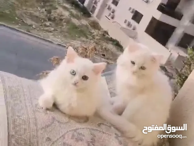 قطط نوع شيرازي انجورة