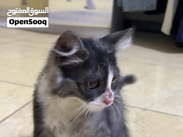 قطة Domestic Longhair