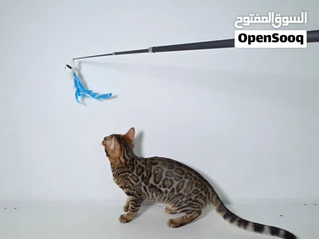 Bengal kitten