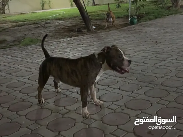 أمريكان بولي