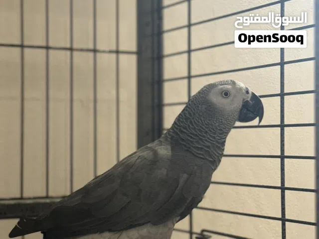 African grey kasco male كاسكو ذكر جاهز للانتاج