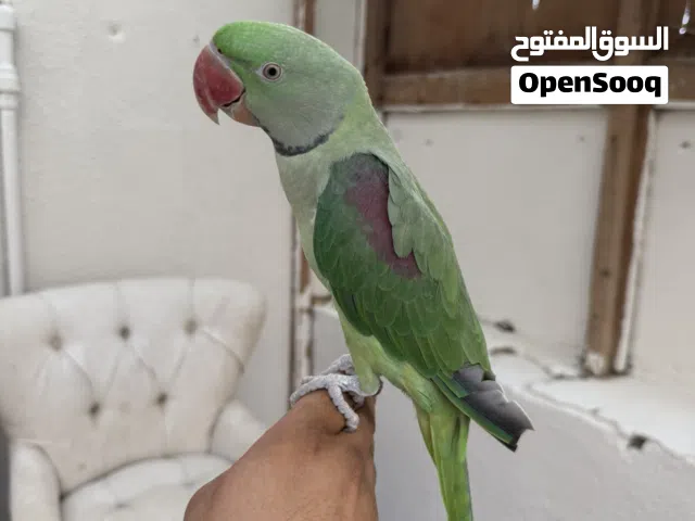ببغاء نيبالي ذكر أليف