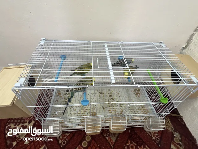 للبيع طيور الحب على سوم