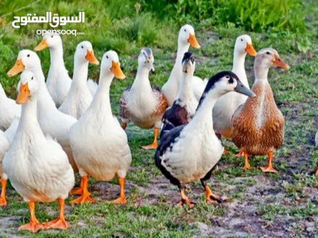 مطلوب بيض مخصب بط بكيني وبط كمبل 200 بيضة بسعر معقول