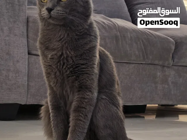 قط ذكر سكوتش فولد