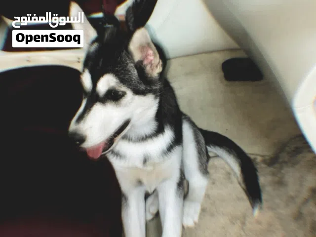 كلب هاسكي