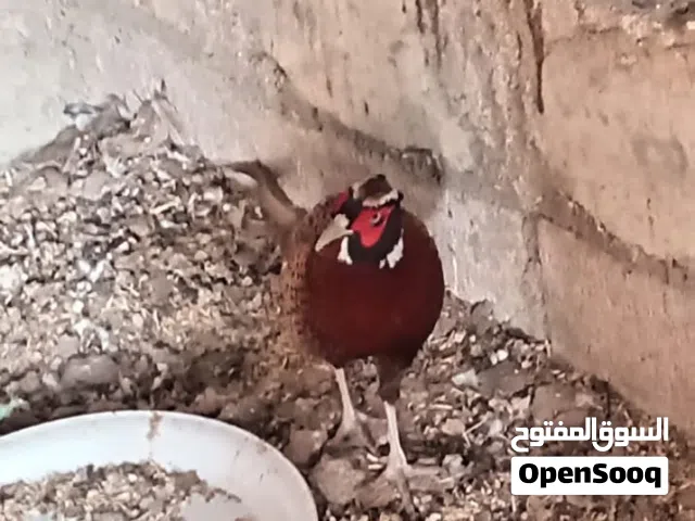 فزن للبيع  ذكرين وانثى