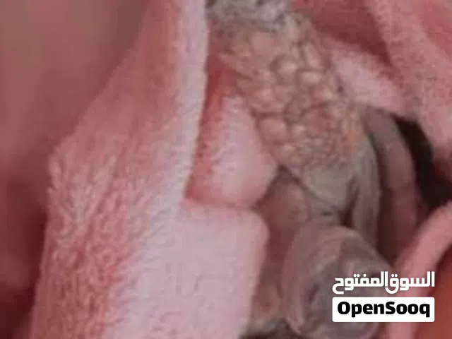 سلحفاة برية