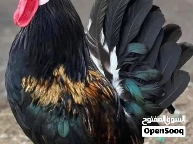 ديچ افرگ كويتي ودجاج عرب