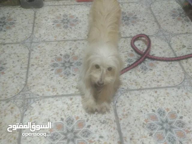 نـثـيـه زيـنـه ونـضـيـفـه وحـلـوه لـلـبـيـع