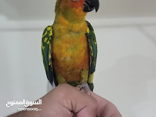 sunconiar parrot