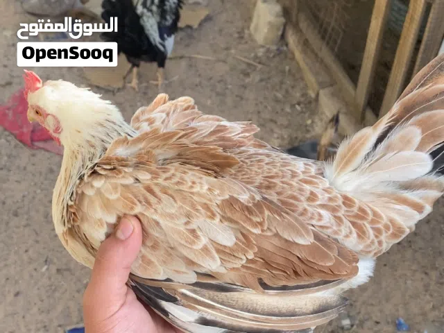 دجاجتين وديج دندراويات خط اول شوف الوصف