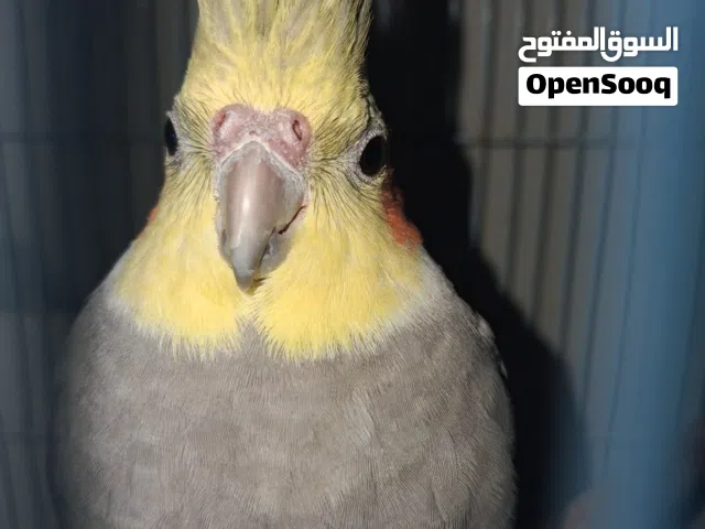 ببغاء الكوكتيل