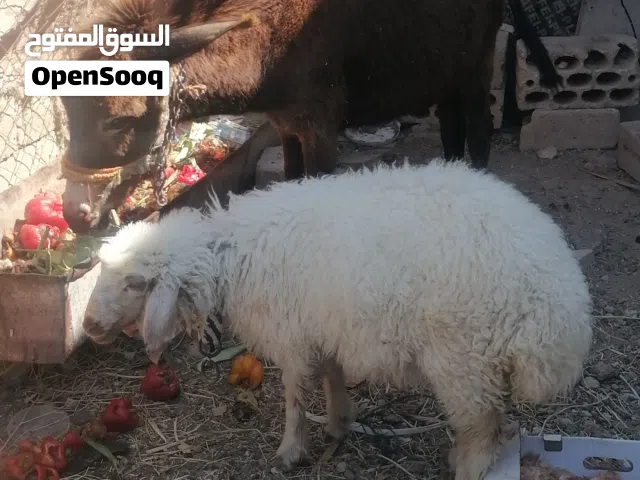 جحشه غنم شغل مقنوي العمر 11 شهر قطعه حشمه الجحشه و هادئه