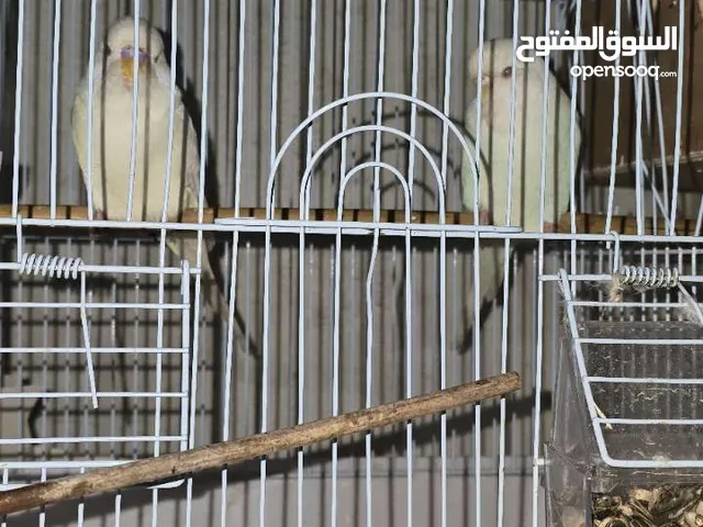 طير هند انغلينزيه