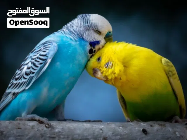 مطلوب طيور بادجي مع القفص ب6500