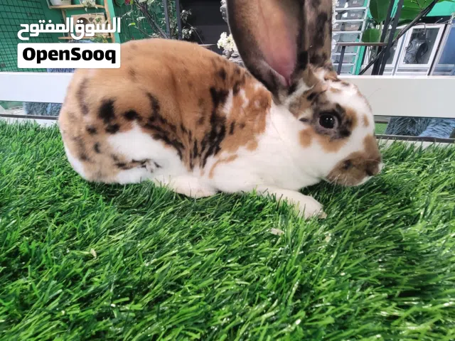 Dalmatian Rex rabbit